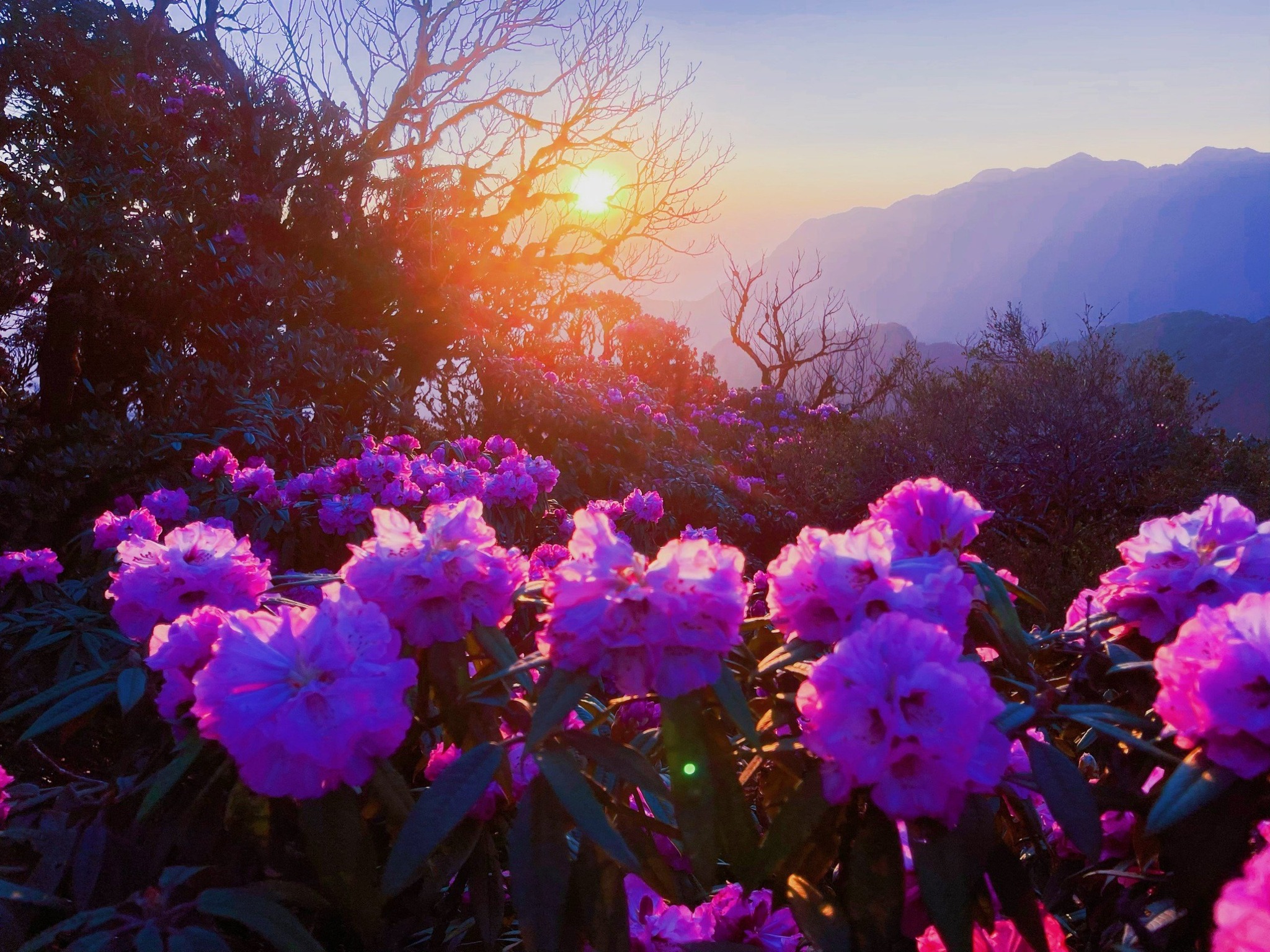 Pu Ta Leng Rhododendrons